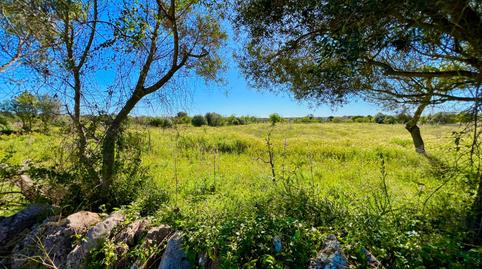 Photo 5 of Residential for sale in Es Llombards, Santanyí
