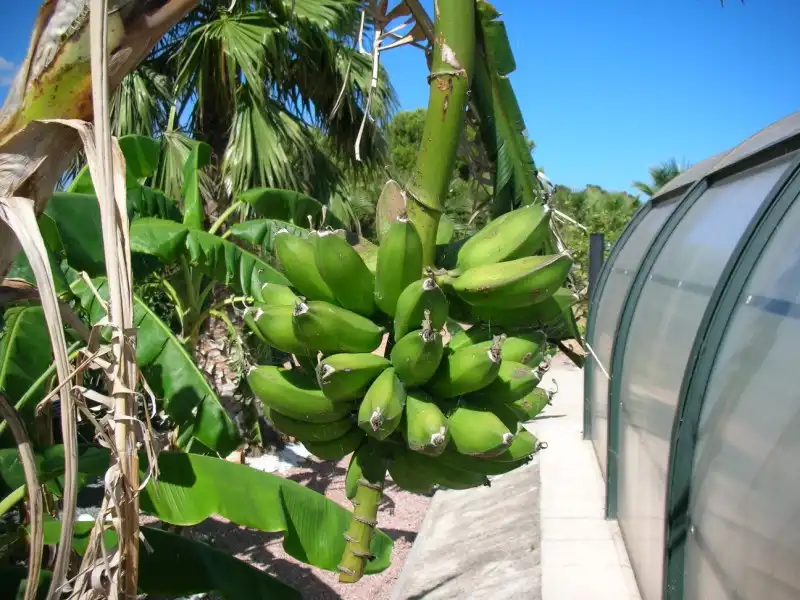 Jardín de Finca rústica en venta en La Ràpita con Jardín privado, Piscina y Alarma