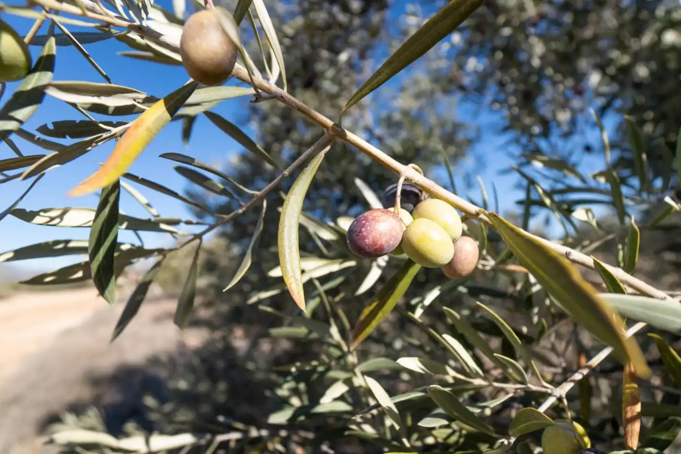 Terreni e lotti in vendita a Pago cortijo de las Monjas, imagen 16