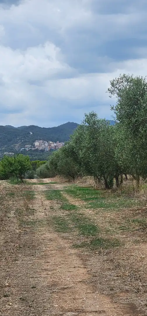 Land for sale in Móra d'Ebre