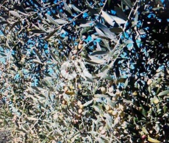 Terreno residencial en Venta en El Higuerón