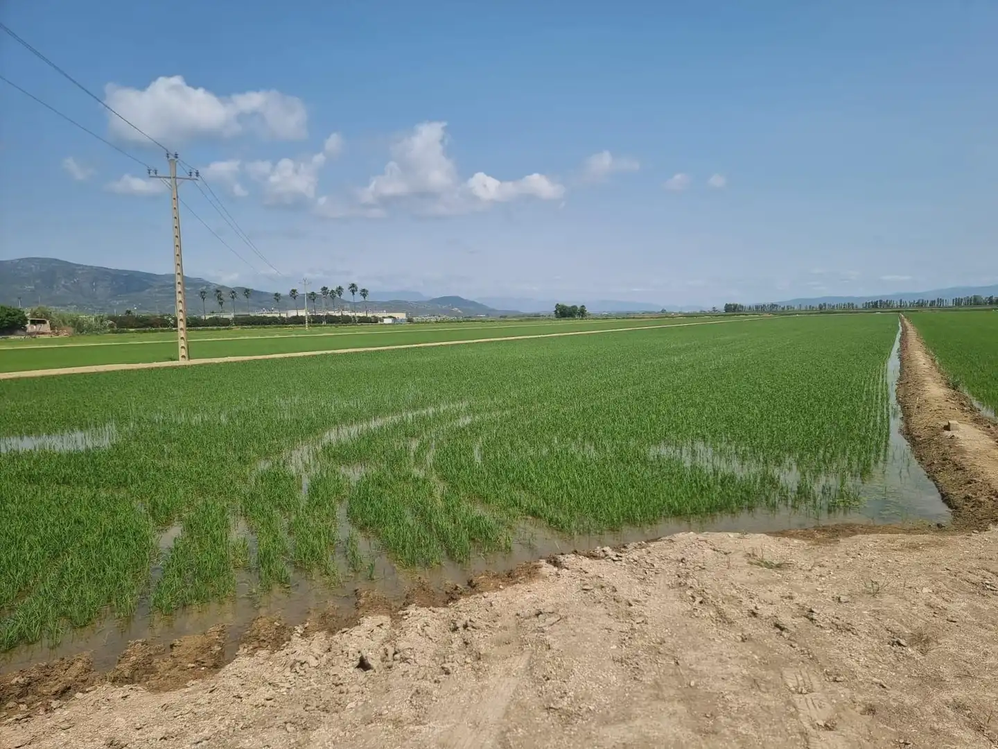 Land for sale in La Ràpita