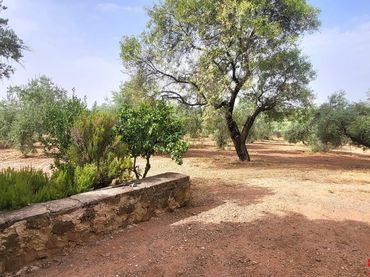 Terreny rústic en venda a Montoro