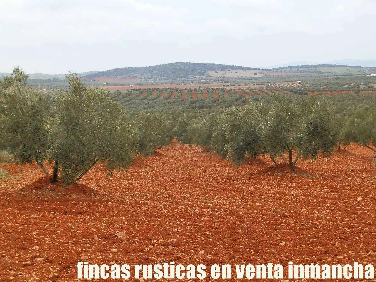 Rural land for sale in Valdepeñas, imagen 9