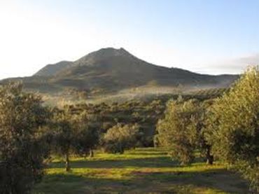 Terreno rustico in vendita a Pruna