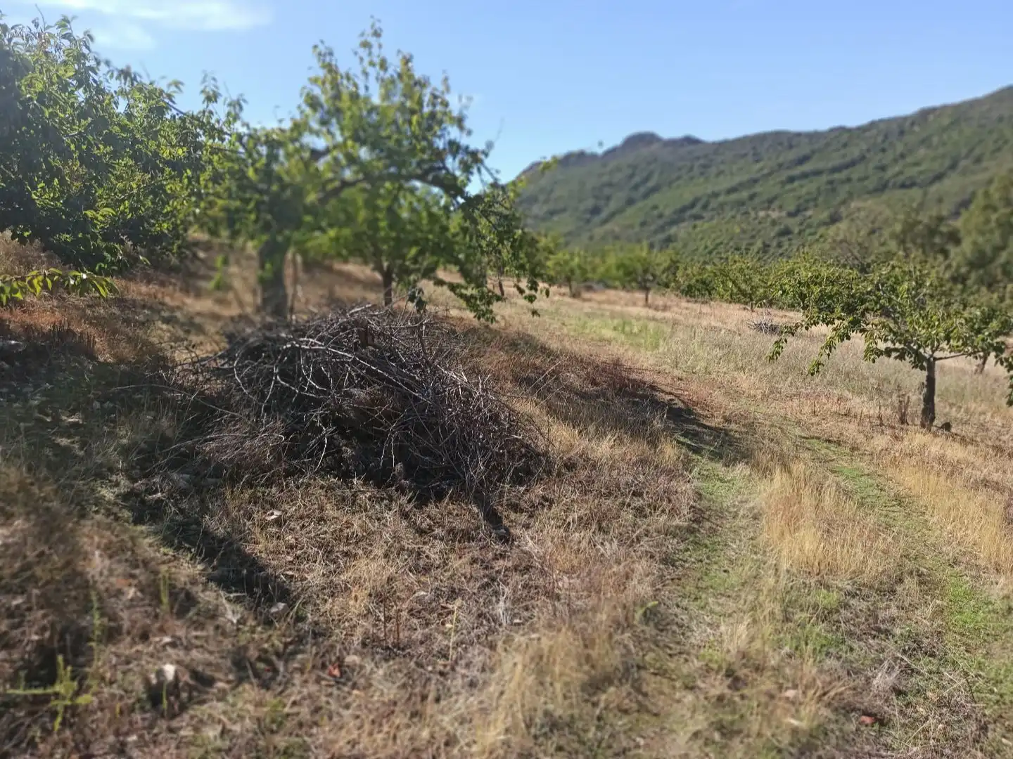 Land for sale in Navezuelas