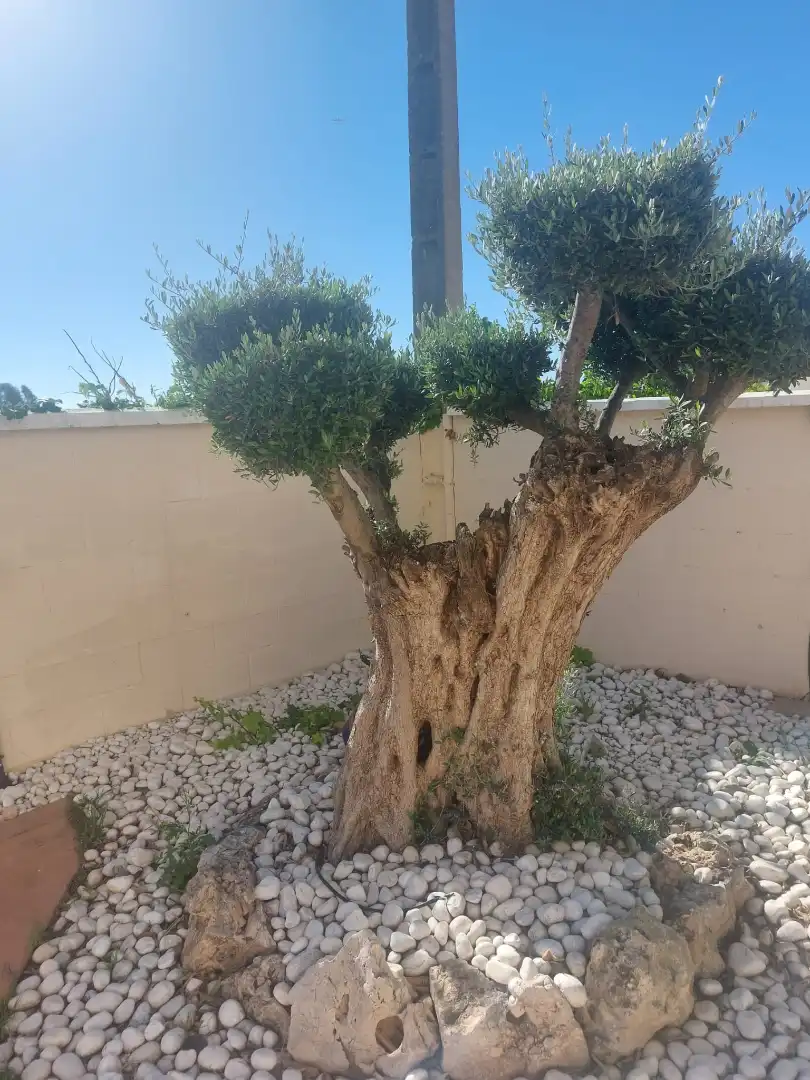 Jardín de Casa o chalet en venta en Málaga con Aire acondicionado, Jardín privado y Piscina