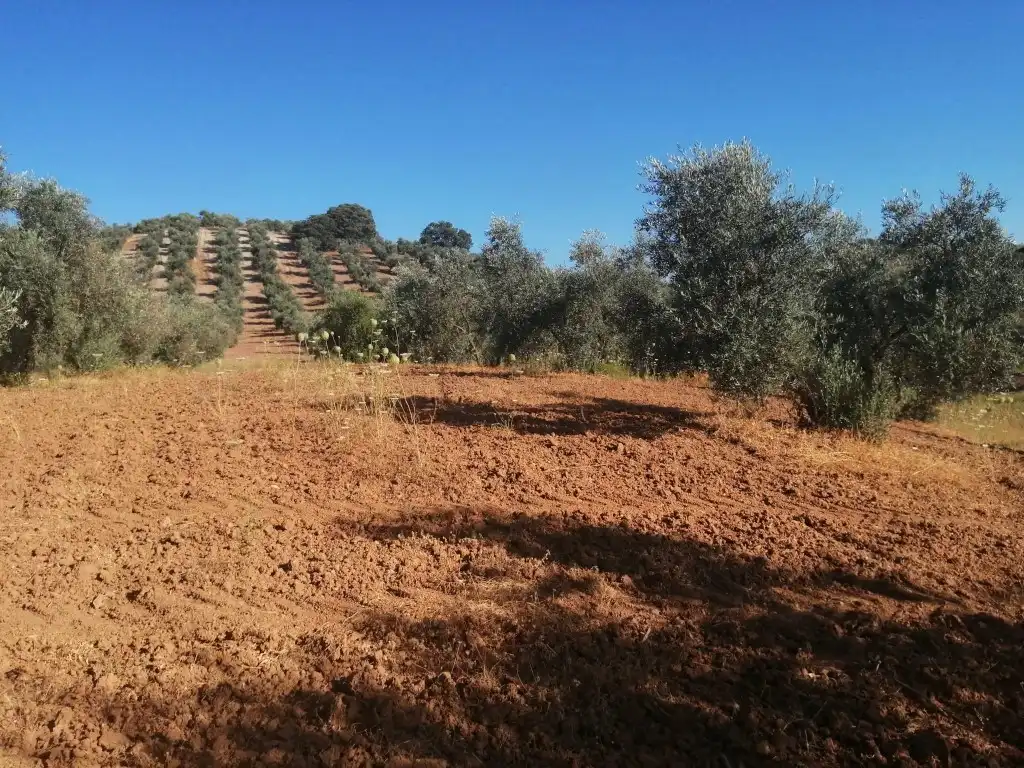Residential for sale in Morón de la Frontera
