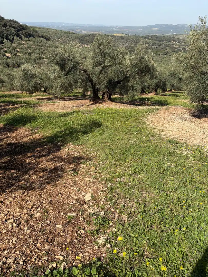 Terreno rustico in vendita a Cabra, imagen 2