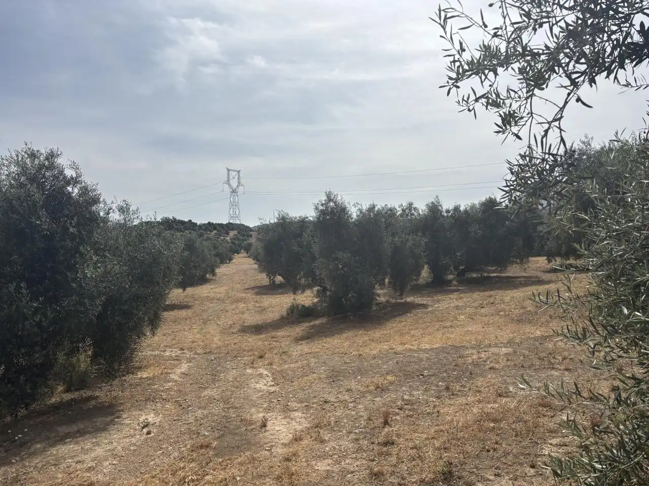 Finca rústica en venta en Diseminado Poligono 240, 29, Bobadilla - Bobadilla Estación - La Joya