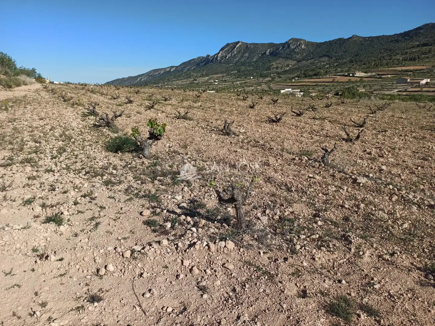 Terrain rustique à vendre à Algueña, imagen 7