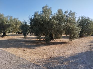 Terreno rustico in vendita a Calle Cuesta Garrote