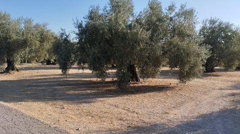 OLIVAR TRADICIONAL A PIE DE CARRETERA TOTALMENTE LLANO