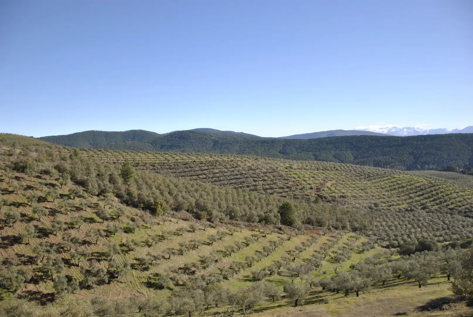 Terreno en venta en La Pesga 
