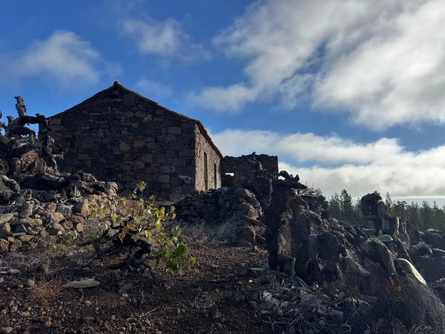 Vista exterior de Finca rústica en venta en Granadilla de Abona