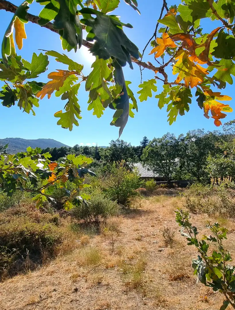 Terreno rustico in vendita a Carretera de Valdemanco 33