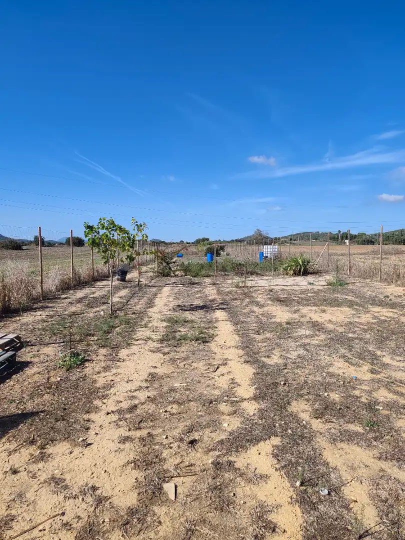 Rural land for sale in Sineu, imagen 22