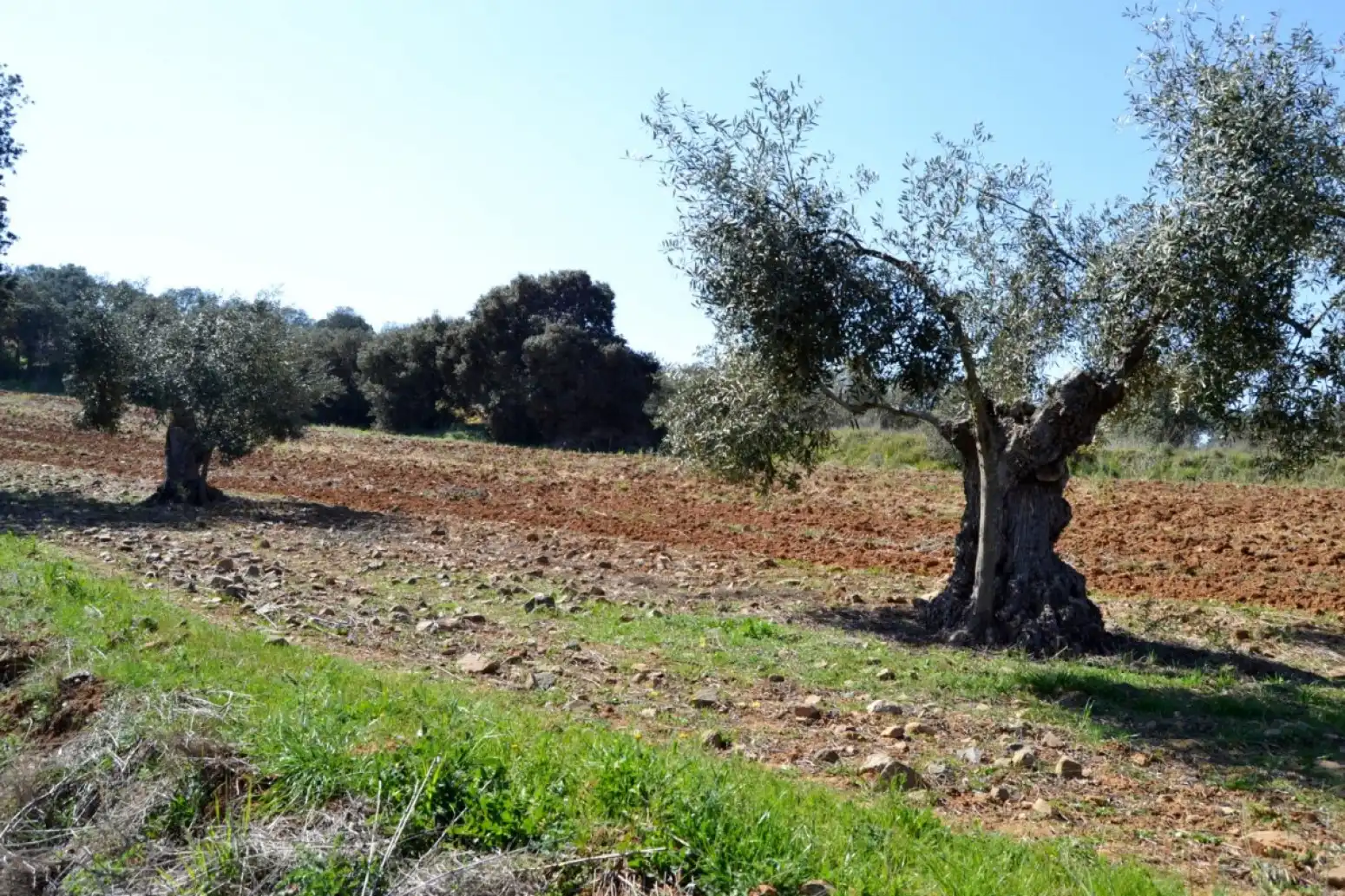 Terreni e lotti in vendita a Don Álvaro, imagen 7