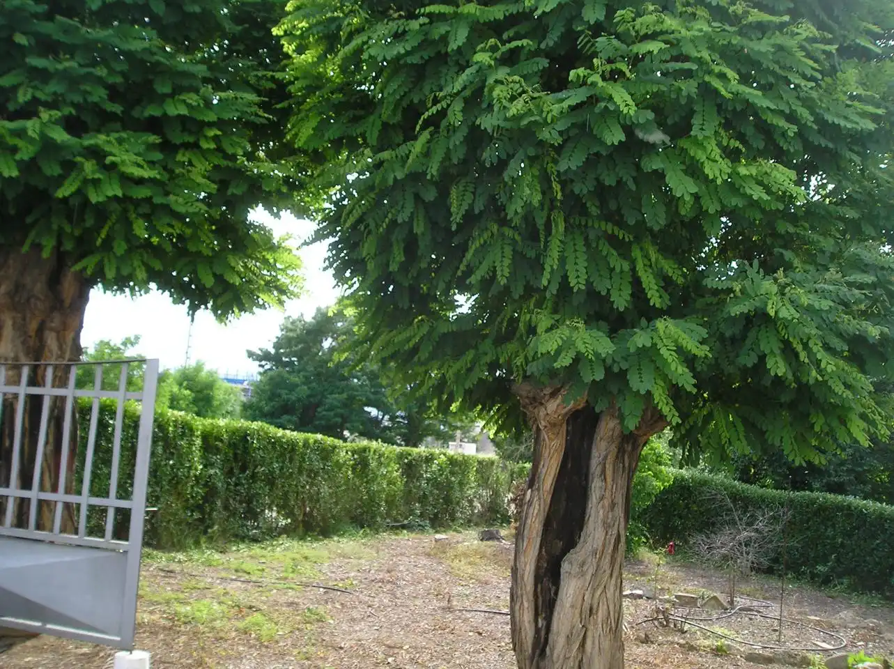 Jardí de Casa o xalet en venda en Terrer amb Terrassa i Moblat