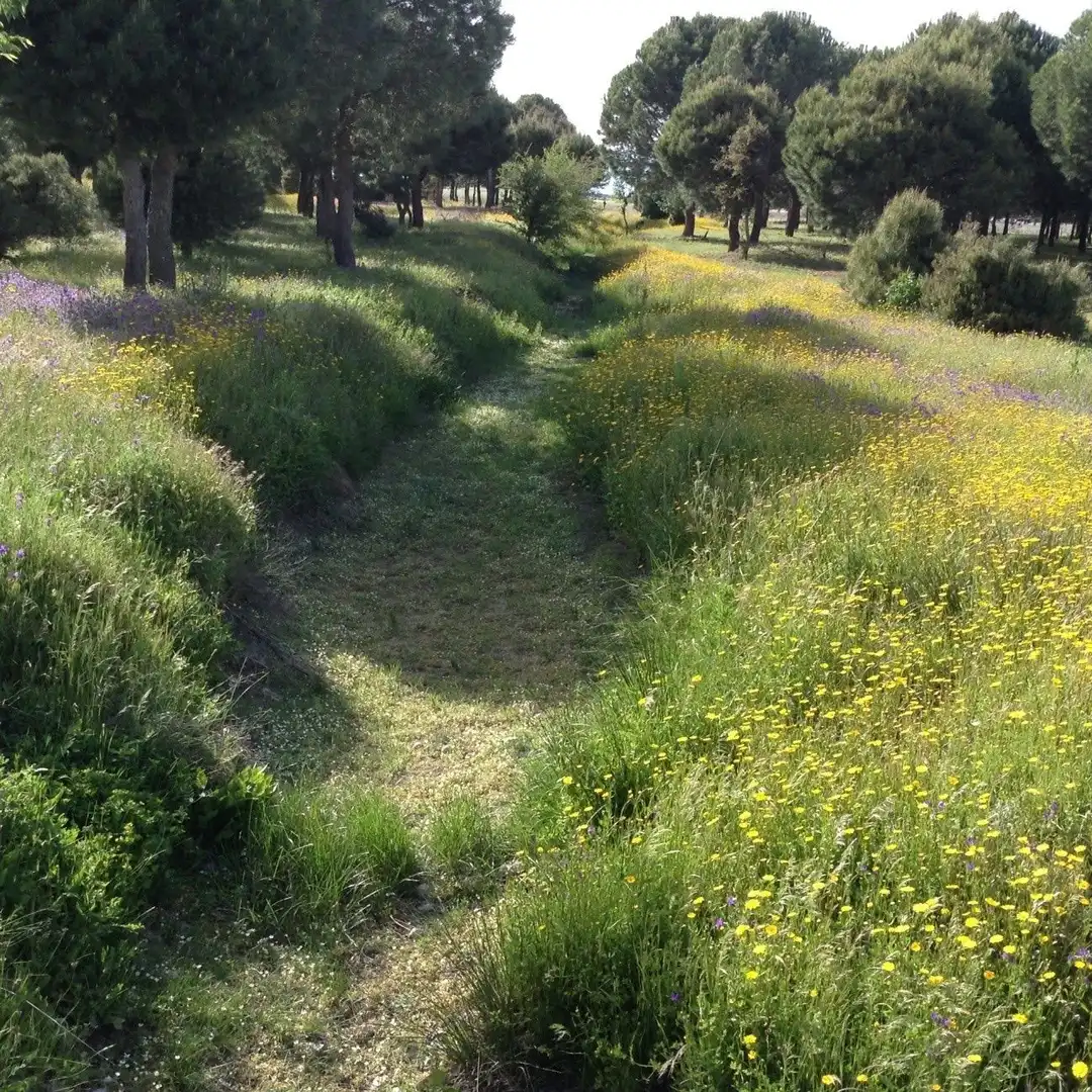 Jardín de Terreno en venta en Oropesa
