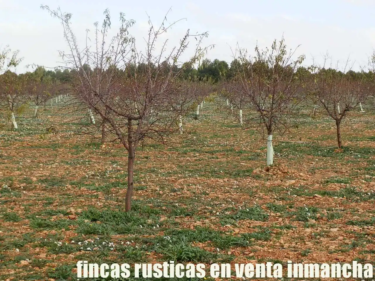 Terreno rústico en venta en Tomelloso