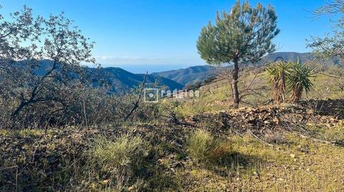 Photo 2 of Industrial land for sale in Lagar Brun Bajo, Olías, Málaga