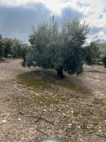 Terreno en Venta en Priego de Córdoba