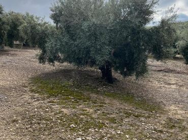 Terreno rustico in vendita a Priego de Córdoba