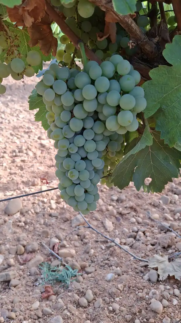 Terreno rustico in vendita a Rueda, imagen 21