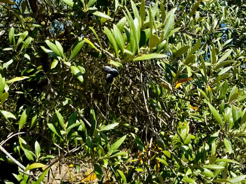 Terreno en venta en La Pobla de Cérvoles