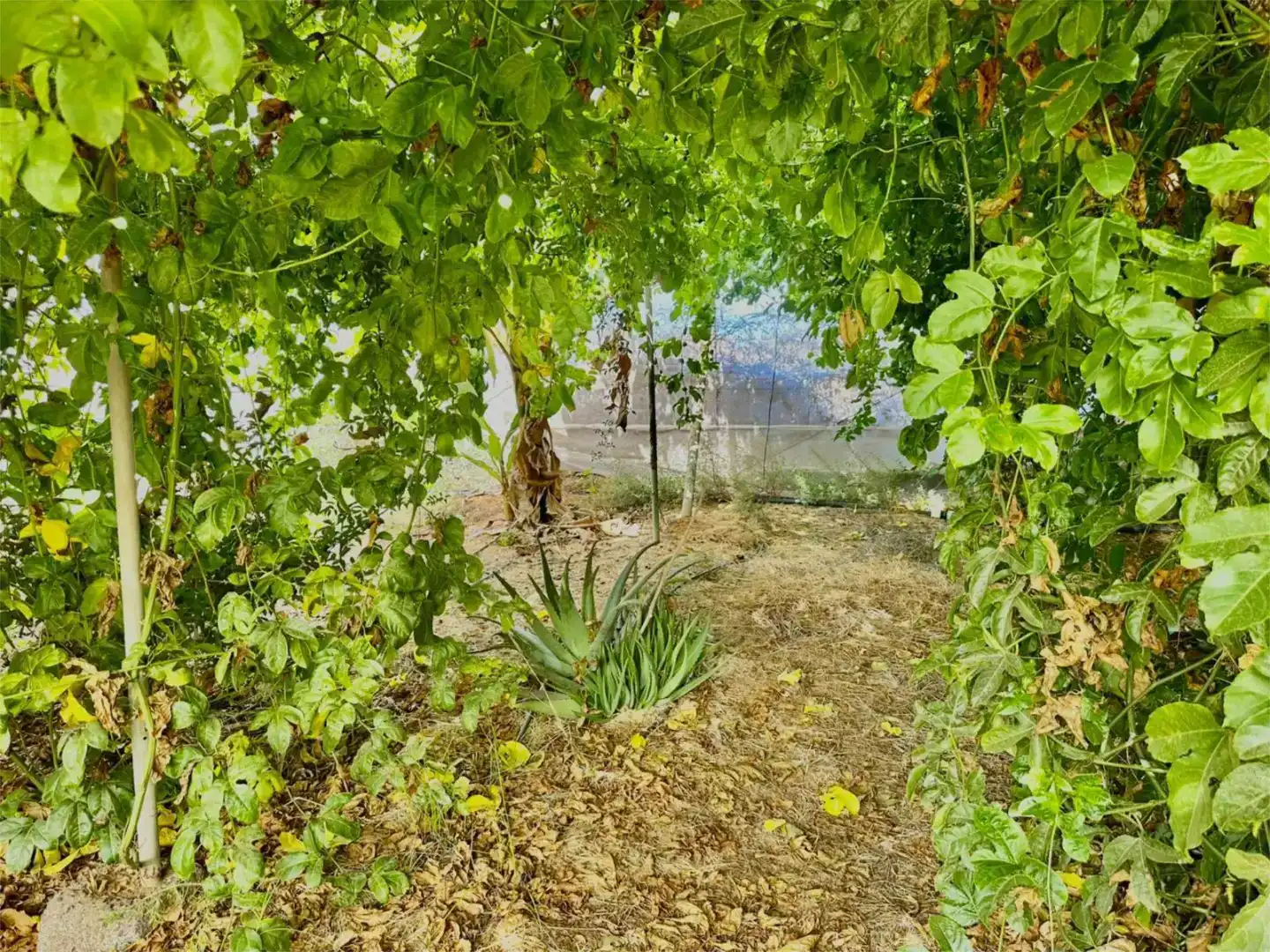 Finca rústica en venda en Guía de Isora