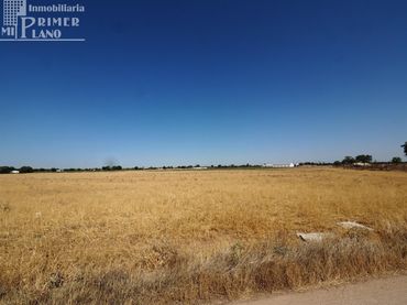 Terreni e lotti in vendita a Tomelloso