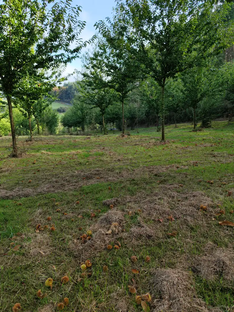 Land for sale in Dumbría