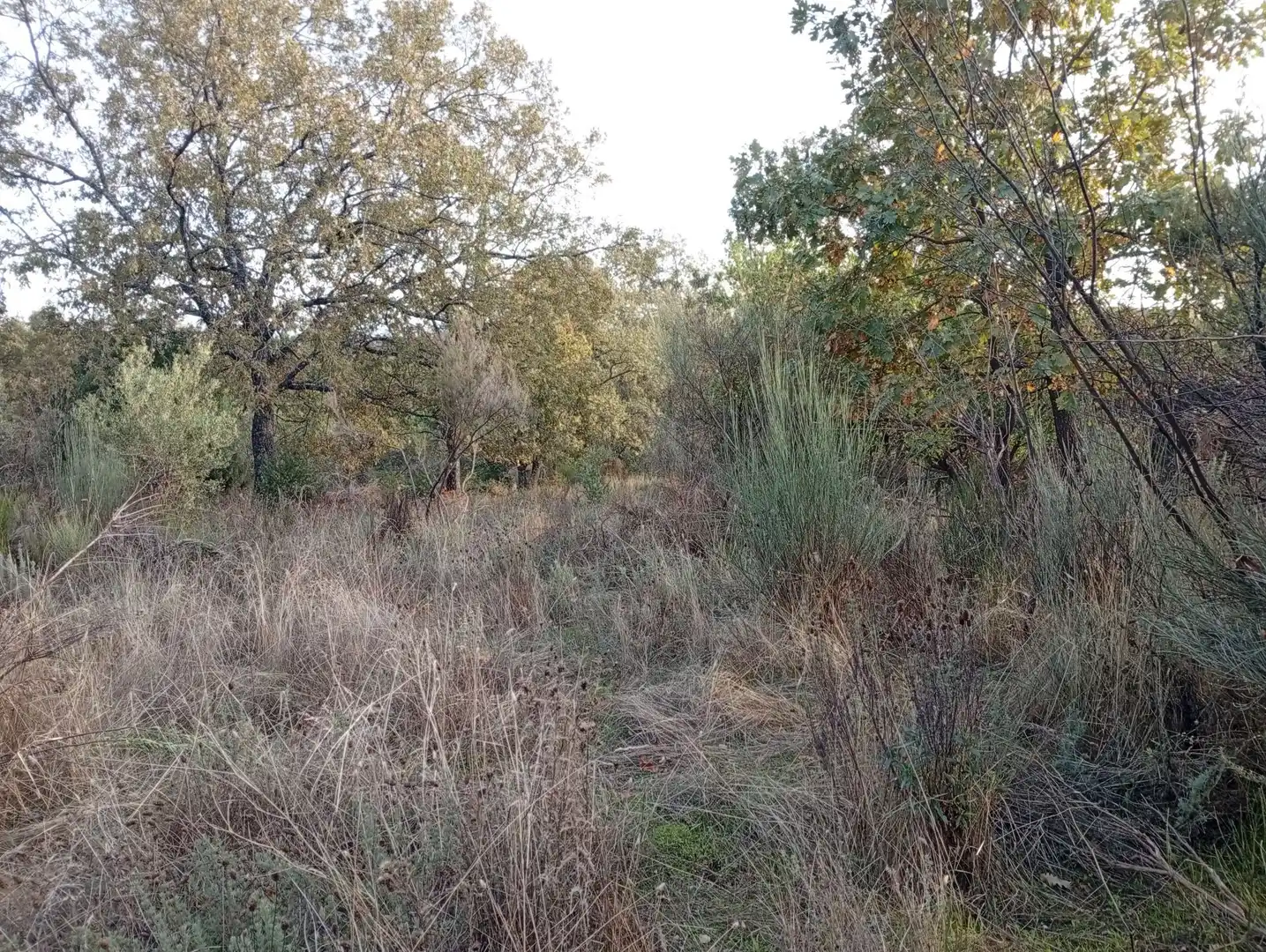 Terreni e lotti in vendita a Villanueva de la Vera, imagen 40
