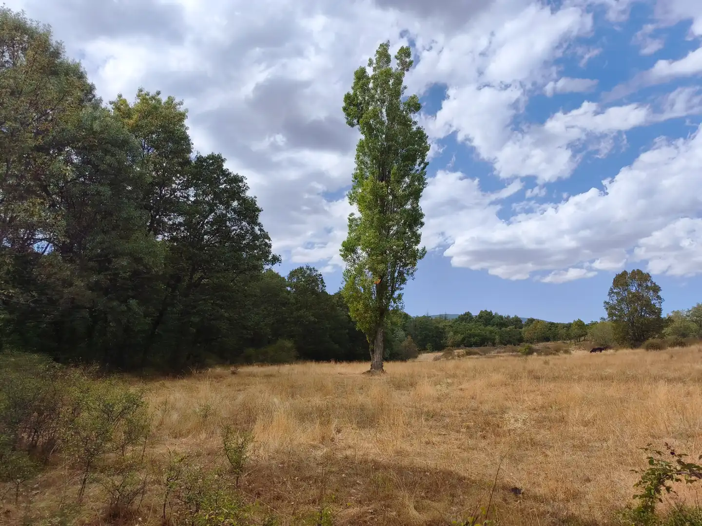 Terreno en venta en Piñuécar-Gandullas