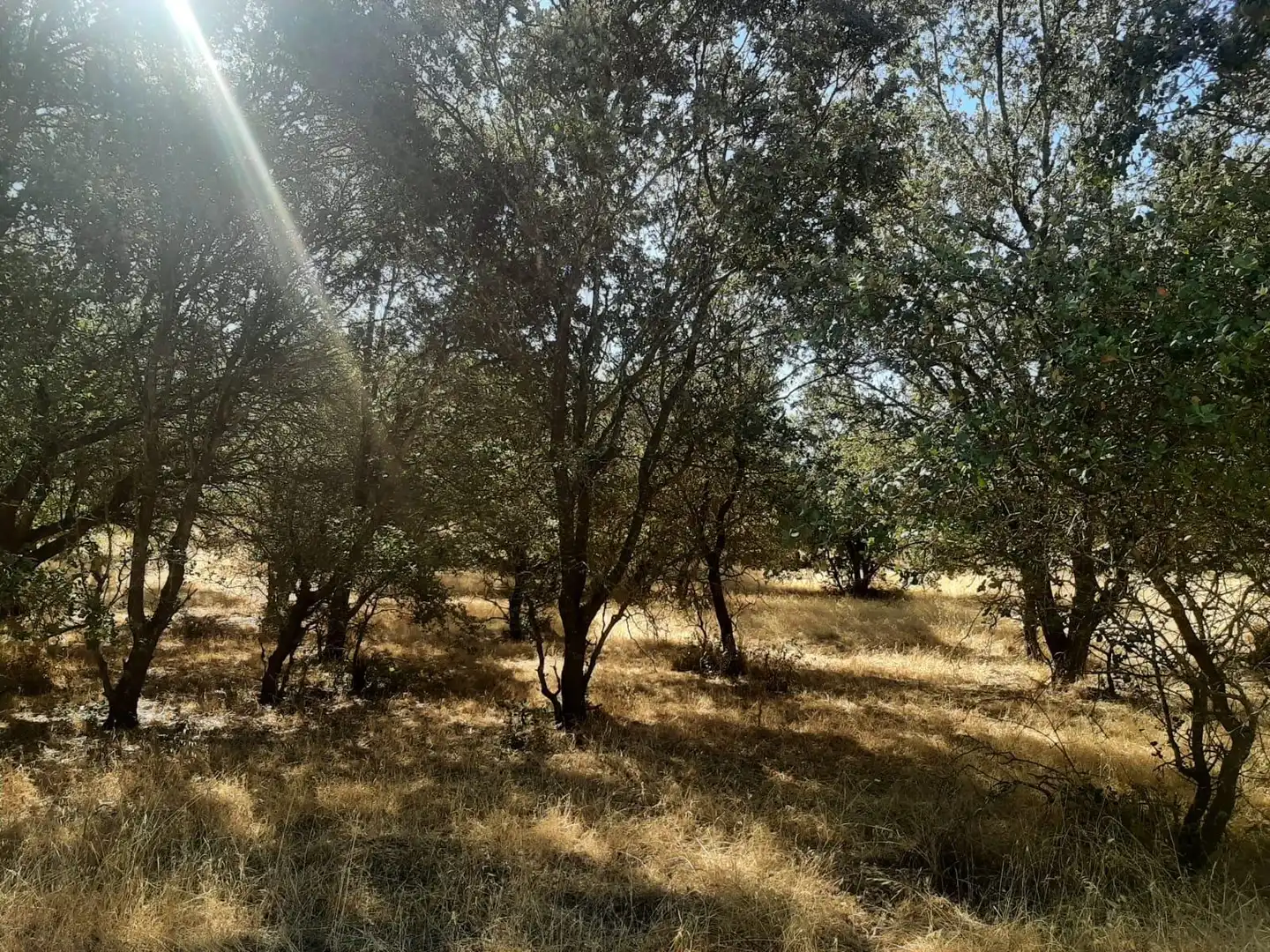Terreni e lotti in vendita a Torreorgaz, imagen 4