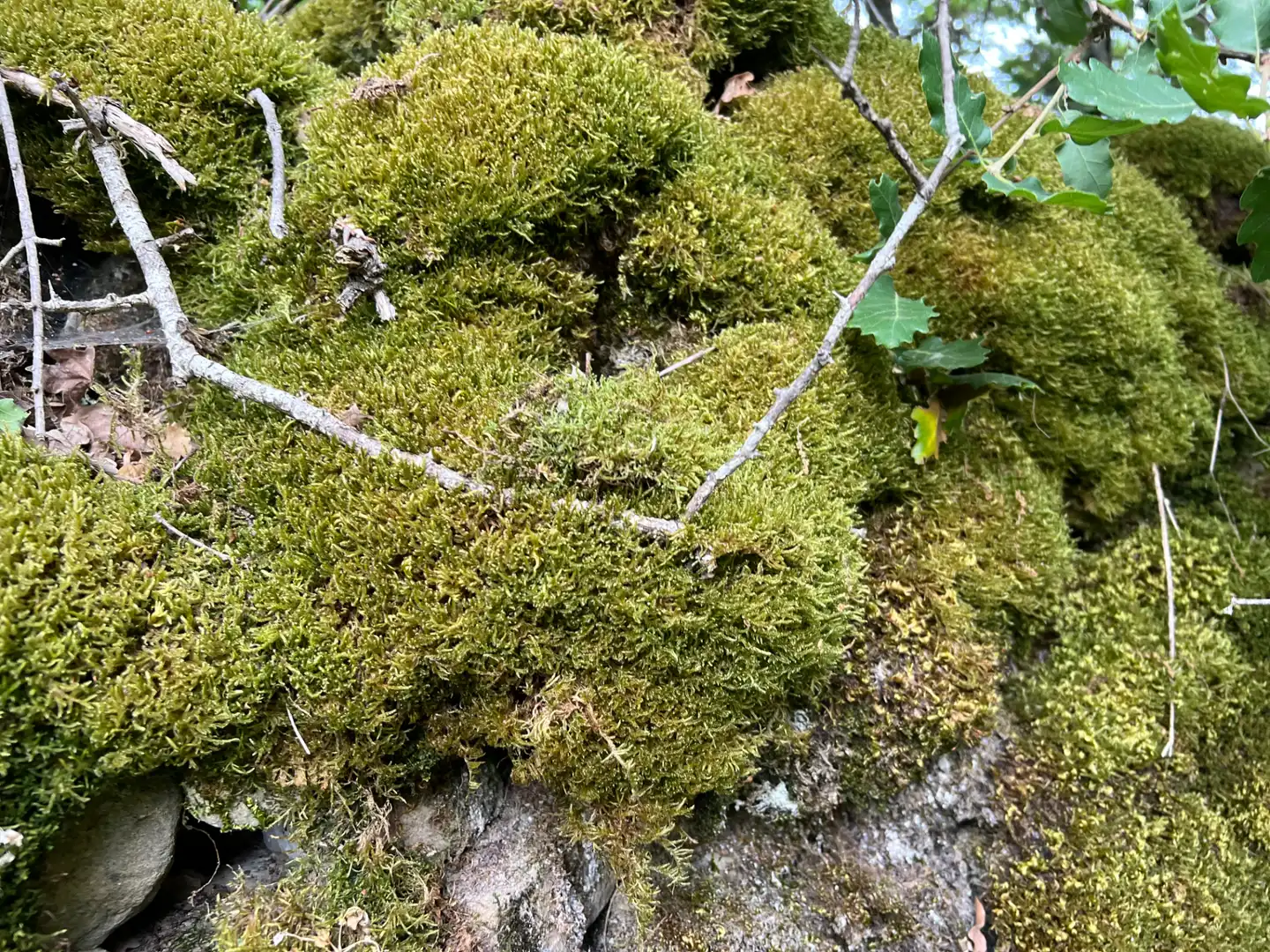 Terreni e lotti in vendita a Jasa, imagen 14