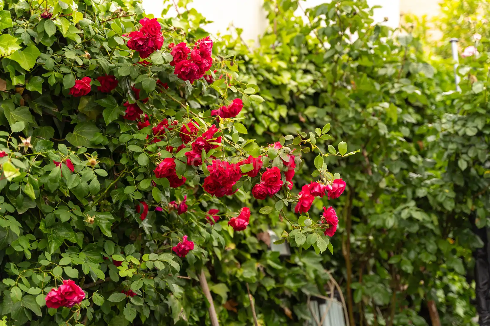 Garten von Residential zum Verkauf in Madrid