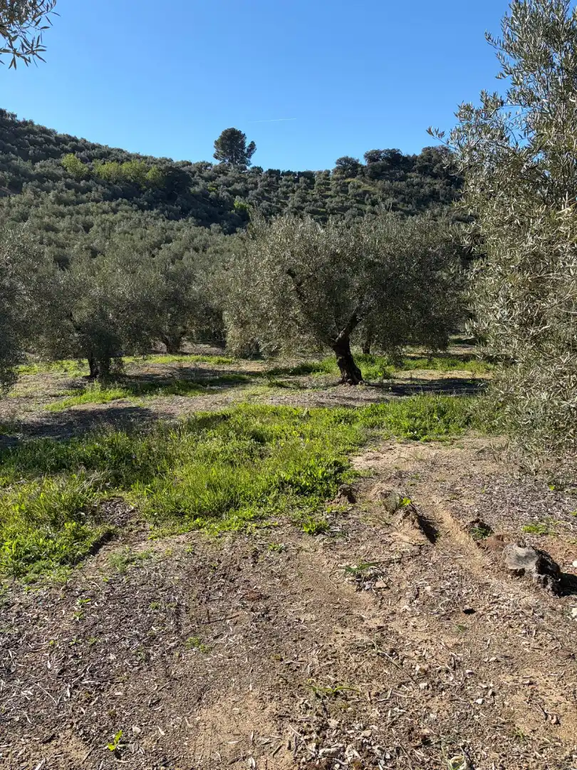 Terreny rústic en venda a Priego de Córdoba, imagen 7