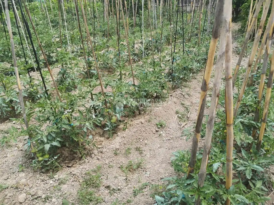 Finca rústica en venda en Lucena amb Jardí privat