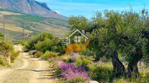 Terreno Rústico en venta en VélezBlanco., immagine 3