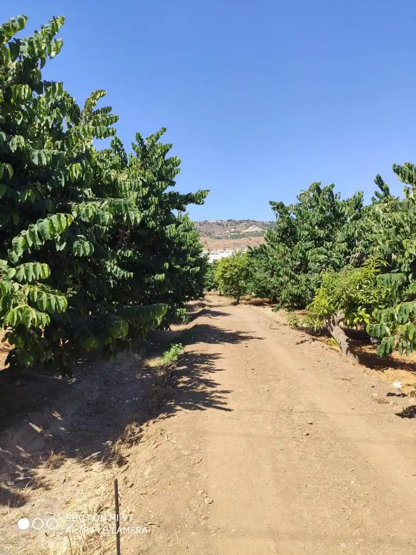 Vista exterior de Finca rústica en venda en Almuñécar amb Jardí privat