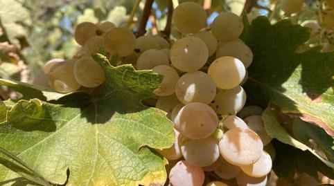 Photo 2 of Industrial buildings for sale in Centro, Málaga
