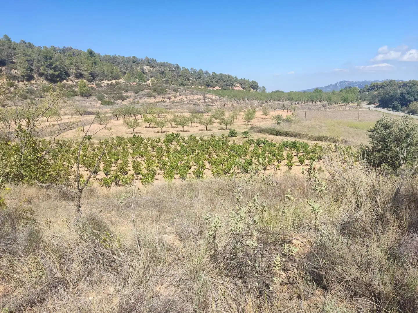 Rural land for sale in Horta de Sant Joan, imagen 6