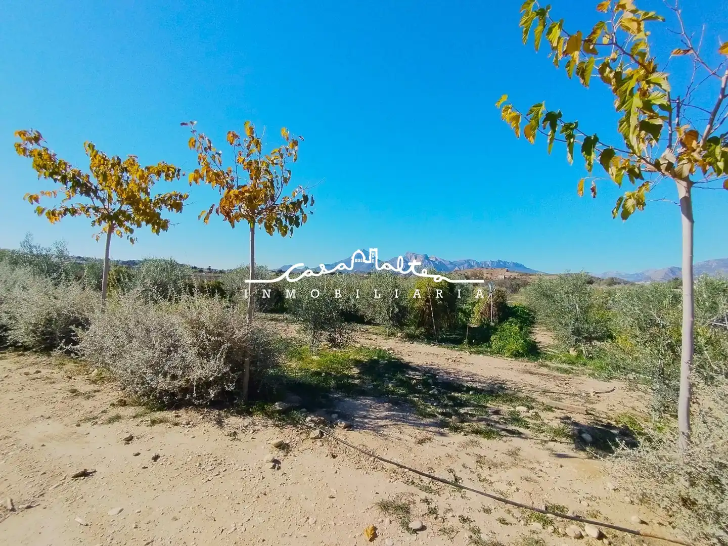 Rural land for sale in L'Olla, imagen 14