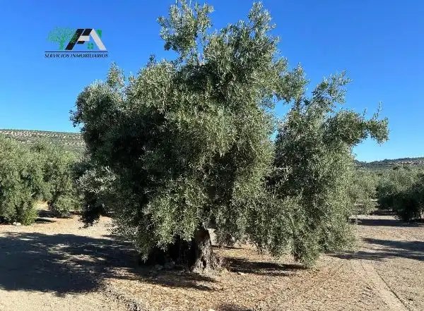 Terreni e lotti in vendita a Calle de la Magdalena