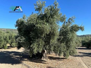 Rural land for sale in Calle de la Magdalena