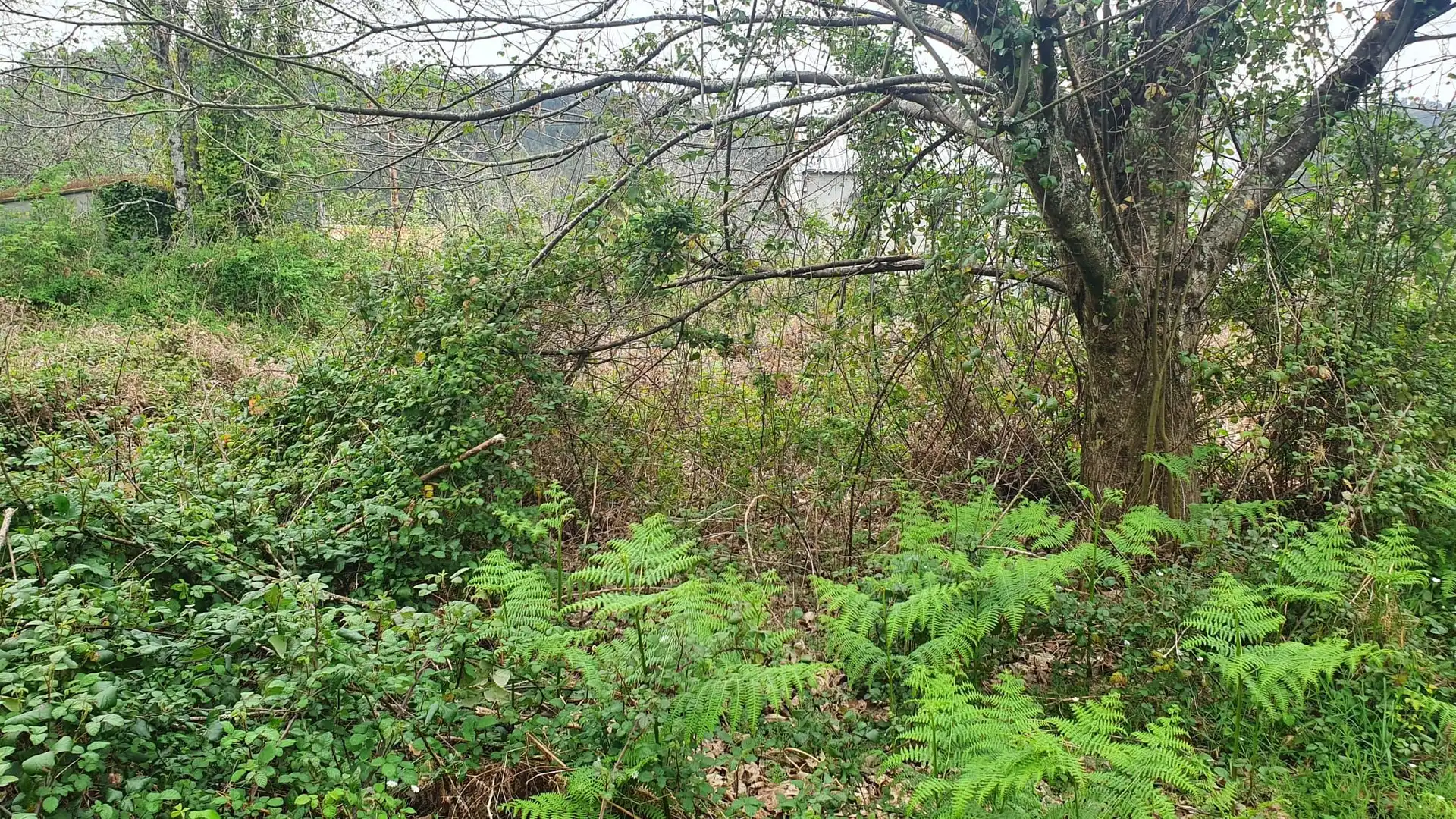 Wohnbaugrundstück zum Verkauf in Vilarmaior, imagen 16