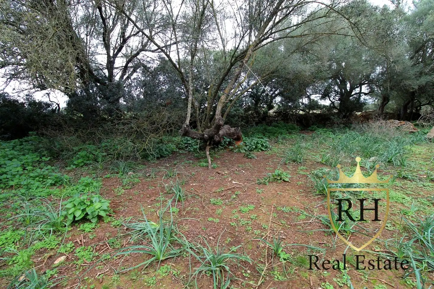 Lands and plots for sale in POLIGONO 49 PARCELA 3, imagen 6