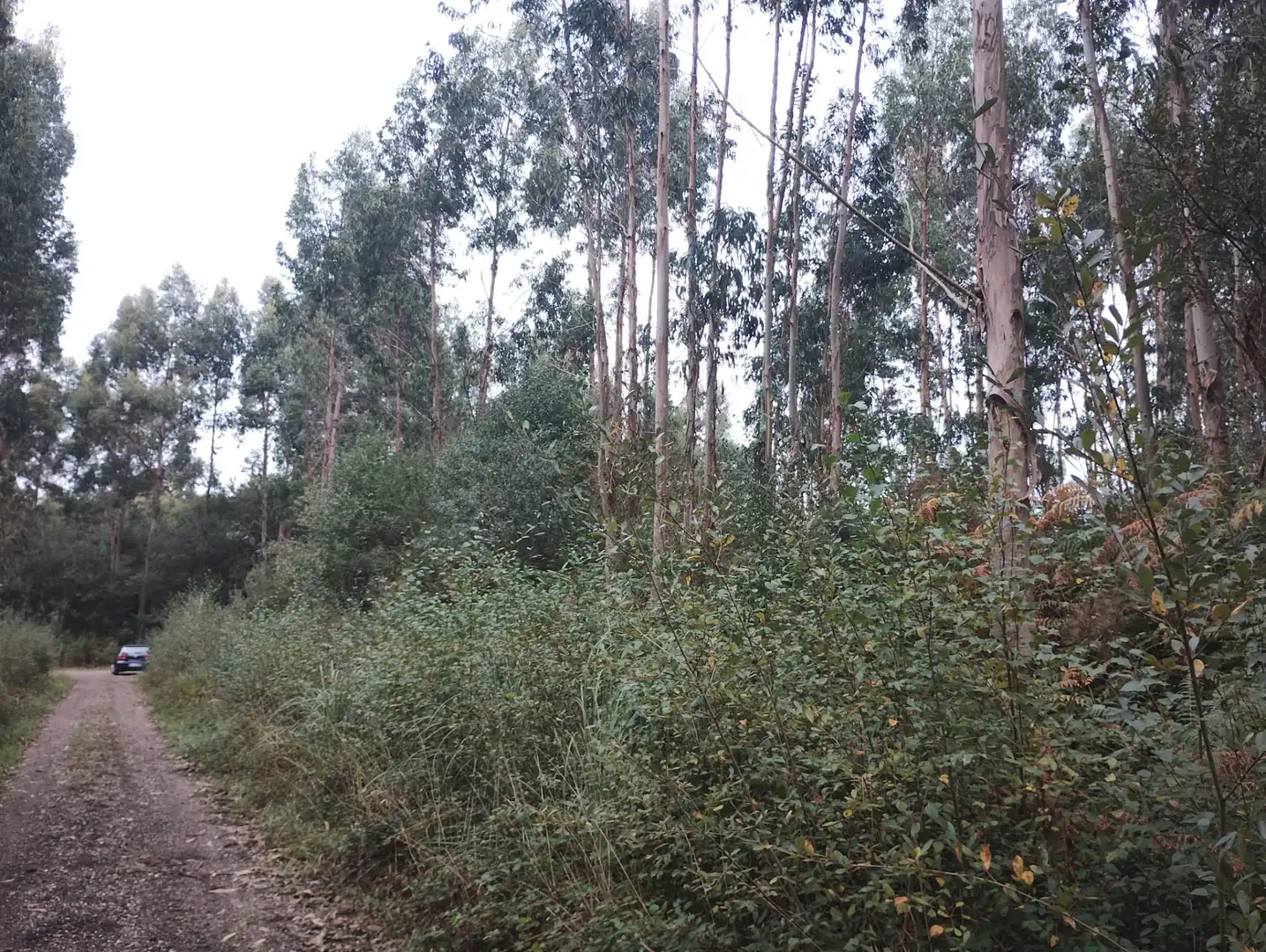 Terreny rústic en venda a Valdoviño, imagen 4